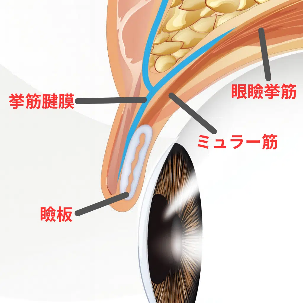 目の構造 福岡
