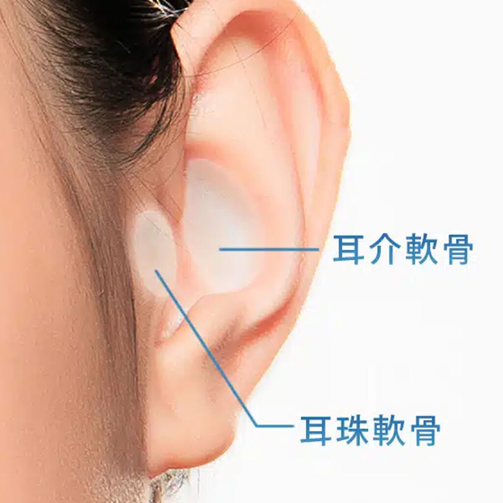耳介軟骨のイメージ